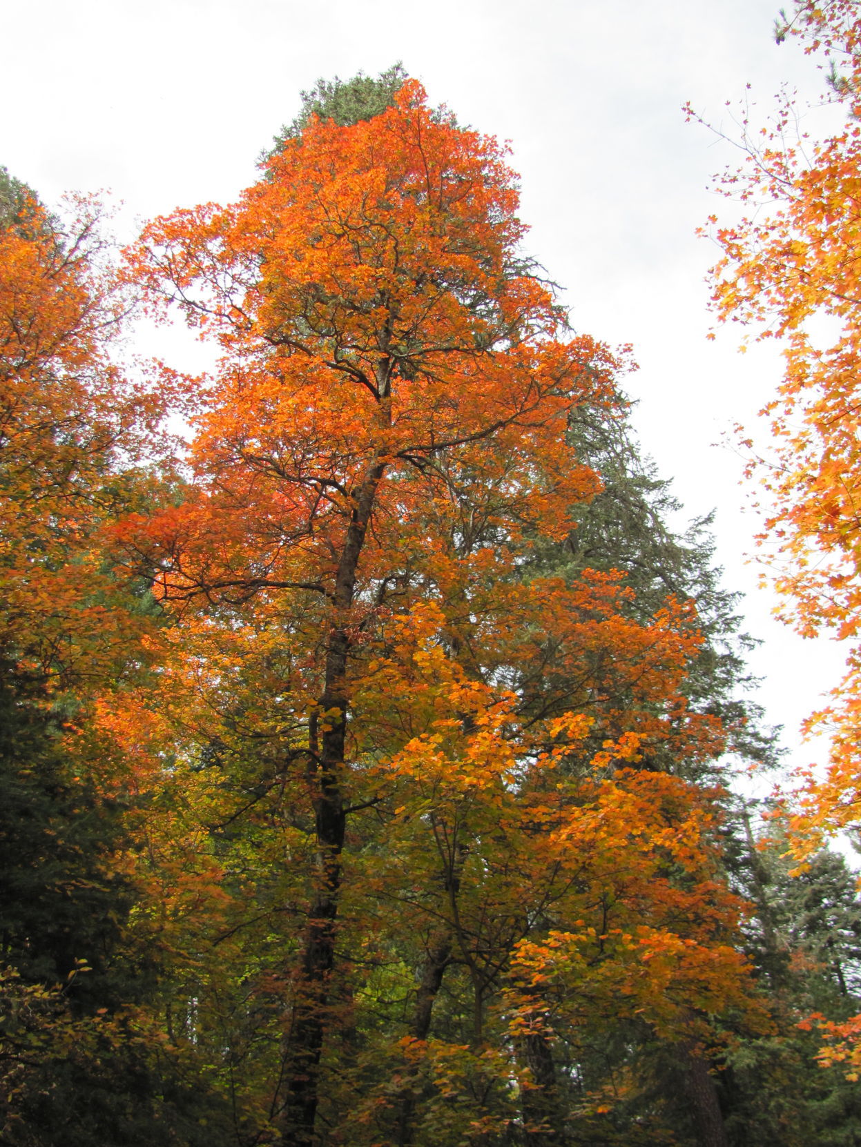 Fall colors